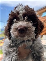 Mahari dal arch san martin,  (--)