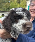 Douchka Joya de la Chésalline,  (--)