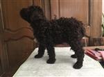 Hachiko Tosca della Scala, Tuffo (SHSB765813)