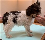 Aldo vom Luäg is Land