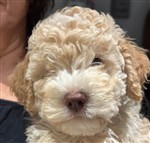 4 Color Passion Taio Akyo,  (--)