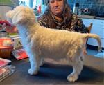 X-Man Jon Snow dello Spirito del Bosco