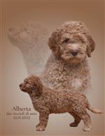 Alberta dai riccioli di seta,  (--)