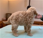 Abba-Lotti vom Luäg is Land,  (--)