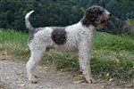 Jupi (de Graaf),  (SHSB734493)