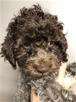 Mellina Bela of Golden Comfort,  (--)