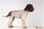 Lagotto Passion Bien Aimé Prince,  (SHSB798287)