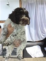Biona di Cavallovia,  (--)