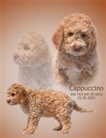 Cappuccino dai riccioli di seta,  (--)