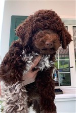 Wino vom Luäg is Land,  (--)