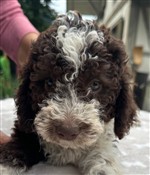 Peppina Maelia of Golden Comfort,  (--)