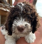 Ena di Cavallovia,  (--)