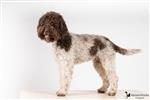 Lagotto Passion Bien Aimé Prince,  (SHSB798287)