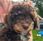 Emina di Cavallovia,  (--)