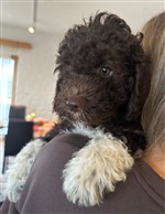 Cippo dai Riccioli di Appowila,  (--)