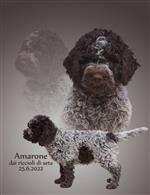 Amarone dai riccioli di seta,  (--)