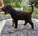 Enrico di Cavallovia,  (--)