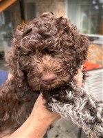 Miku dal arch san martin,  (--)