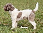 Juno de l´Île d´Ogoz