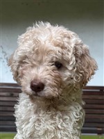 Augustin Bergstern,  (--)