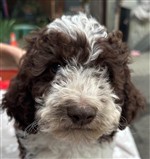 Peppino Pino of Golden Comfort,  (--)