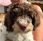 Enea di Cavallovia,  (--)