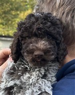 Delia Daisy de la Chésalline,  (--)