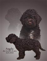 Angelo dai riccioli di seta,  (--)