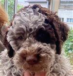 Max-Oreo Tosca della Scala,  (--)