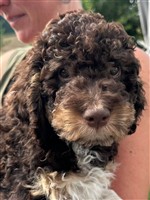 Elio-Eno di Cavallovia,  (--)