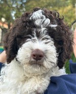 Daïna Tula de la Chésalline, Daina (--)