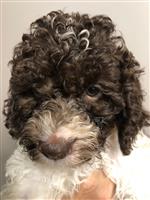 Mellina Lana of Golden Comfort,  (--)