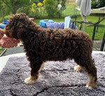 Emina di Cavallovia,  (--)