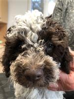 Mellina Lino of Golden Comfort,  (--)