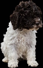 Insieme per dello Spirito del Bosco,  (--)