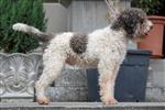 Jupi (de Graaf),  (SHSB734493)