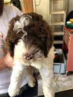 zampe fortuna Bellina,  (--)