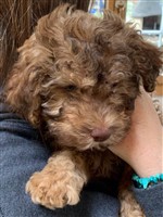 Argo vom Luäg is Land,  (--)