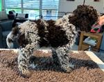 4 Color Passion Orso Oreo,  (--)