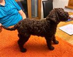 Athena Curly de la Chesalline