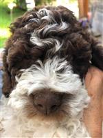 Pino vom Sankt Joder,  (--)