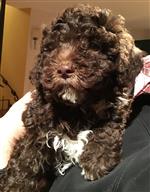 Chivas vom Luäg is Land,  (--)