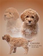 Coccole dai riccioli di seta