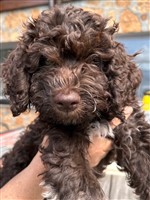 Melika dal arch san martin,  (--)