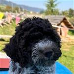 Bucio Pixel il compagno lanoso,  (--)