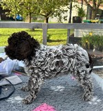 Delia Daisy de la Chésalline