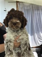 Balou di Cavallovia,  (--)