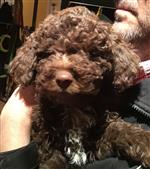 Camino vom Luäg is Land,  (--)