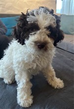 Chilly dai Riccioli di Appowila,  (--)