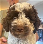 nid de mauberger Orea Dióna, Orea Diona (--)